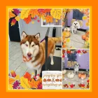 Business 4 image SHAG CHIC GROOMING in Tucson AZ