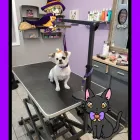 Business 5 image SHAG CHIC GROOMING in Tucson AZ