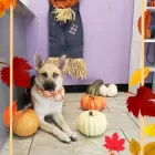 Business 9 image SHAG CHIC GROOMING in Tucson AZ