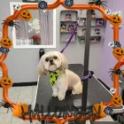 Business 10 image SHAG CHIC GROOMING in Tucson AZ