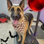 Business 11 image SHAG CHIC GROOMING in Tucson AZ