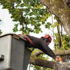 Business 1 image SHAOLIN CITY TREE SERVICE in Staten Island NY