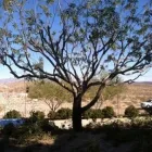 Business 2 image SIN CITY TREE SERVICES in Las Vegas NV