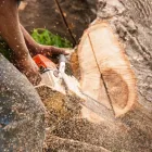 Business 3 image SIN CITY TREE SERVICES in Las Vegas NV