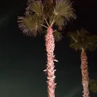 Business 5 image SIN CITY TREE SERVICES in Las Vegas NV