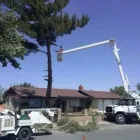 Business 6 image SIN CITY TREE SERVICES in Las Vegas NV