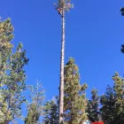 Business 7 image SIN CITY TREE SERVICES in Las Vegas NV