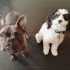 Business 1 image SIT SOCIAL: A DOG LOUNGE Pet Day Care in Chicago IL