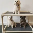Business 2 image SIT SOCIAL: A DOG LOUNGE Pet Day Care in Chicago IL