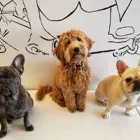 Business 4 image SIT SOCIAL: A DOG LOUNGE Pet Day Care in Chicago IL