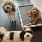 Business 5 image SIT SOCIAL: A DOG LOUNGE Pet Day Care in Chicago IL