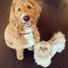 Business 7 image SIT SOCIAL: A DOG LOUNGE Pet Day Care in Chicago IL