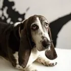 Business 9 image SIT SOCIAL: A DOG LOUNGE Pet Day Care in Chicago IL
