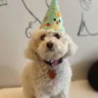 Business 10 image SIT SOCIAL: A DOG LOUNGE Pet Day Care in Chicago IL