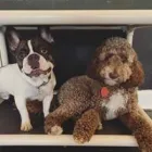 Business 11 image SIT SOCIAL: A DOG LOUNGE Pet Day Care in Chicago IL