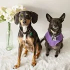 Business 12 image SIT SOCIAL: A DOG LOUNGE Pet Day Care in Chicago IL