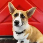 Business 15 image SIT SOCIAL: A DOG LOUNGE Pet Day Care in Chicago IL