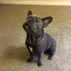 Business 28 image SMART CARPET CLEANING Power Washing in Federal Way WA