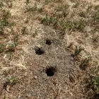 Business 1 image SMITH'S PEST MANAGEMENT Pest Control Service in San Jose CA