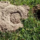Business 3 image SMITH'S PEST MANAGEMENT Pest Control Service in San Jose CA