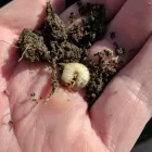 Business 7 image SMITH'S PEST MANAGEMENT Pest Control Service in San Jose CA