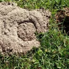Business 13 image SMITH'S PEST MANAGEMENT Pest Control Service in San Jose CA