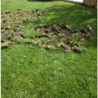 Business 15 image SMITH'S PEST MANAGEMENT Pest Control Service in San Jose CA