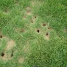 Business 19 image SMITH'S PEST MANAGEMENT Pest Control Service in San Jose CA