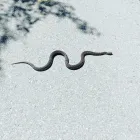 Business 24 image SMITH'S PEST MANAGEMENT Pest Control Service in San Jose CA