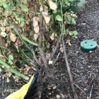 Business 25 image SMITH'S PEST MANAGEMENT Pest Control Service in San Jose CA