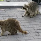 Business 5 image SMITHEREEN PEST MANAGEMENT SERVICES Termite Control Service in Chicago IL