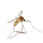 Business 2 image SMITHEREEN PEST MANAGEMENT SERVICES Bird Control Service in Kansas City MO