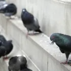 Business 3 image SMITHEREEN PEST MANAGEMENT SERVICES Bird Control Service in Kansas City MO