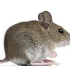 Business 5 image SMITHEREEN PEST MANAGEMENT SERVICES Bird Control Service in Kansas City MO