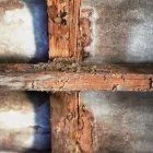 Business 1 image SOUTH BAY TERMITE CONTROL Termites in House in San Jose CA