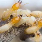 Business 5 image SOUTH BAY TERMITE CONTROL Termites in House in San Jose CA