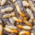 Business 6 image SOUTH BAY TERMITE CONTROL Termites in House in San Jose CA
