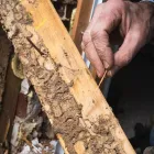 Business 7 image SOUTH BAY TERMITE CONTROL Termites in House in San Jose CA