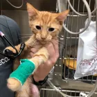 Business 4 image SOUTHWEST VETERINARY SURGICAL SERVICE, PC Veterinary Pharmacies in Tucson AZ