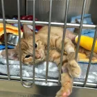 Business 6 image SOUTHWEST VETERINARY SURGICAL SERVICE, PC Veterinary Pharmacies in Tucson AZ