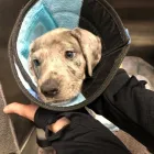 Business 13 image SOUTHWEST VETERINARY SURGICAL SERVICE, PC Veterinary Pharmacies in Tucson AZ