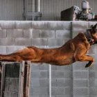 Business 1 image SPECTRUM CANINE DOG TRAINING Dog Training in Fremont CA