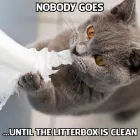 Business 54 image STANLEY STEEMER Upholstery Cleaning Service in Eden Prairie MN