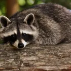 Business 1 image STAR CITY WILDLIFE EXPERTS in Lincoln NE