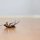 Business 9 image STRUCTURAL TERMITE & PEST CONTROL Pest Control in Riverside CA