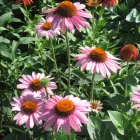 Business 2 image STUART NURSERY INC Sod & Sodding Service in Weatherford TX