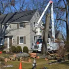 Business 1 image SUPERIOR TREE SERVICE SD in San Diego CA