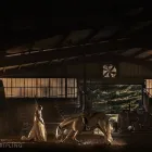 Business 2 image SUSAN STRIPLING PHOTOGRAPHY Wedding Photography in Brooklyn NY