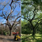 Business 1 image T & M TREE SERVICE Tree Surgeon in Broken Arrow OK