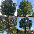 Business 2 image T & M TREE SERVICE Tree Surgeon in Broken Arrow OK